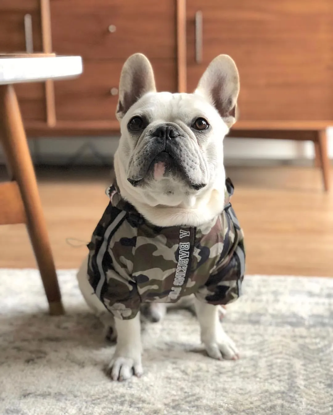 Camo Canine French Bulldog Jacket